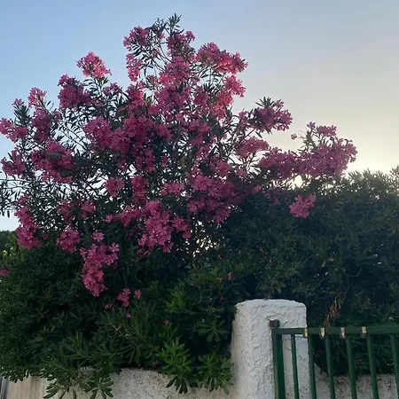 Dei Gelsomini * פסטום